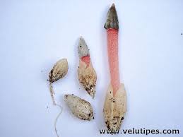 Attēlu rezultāti vaicājumam “Mutinus ravenelii”