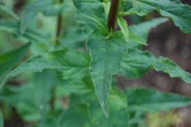 Attēlu rezultāti vaicājumam “Campanula trachelium bud”