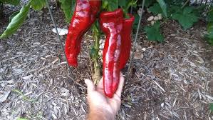 Afbeeldingsresultaat voor long red marconi sweet pepper