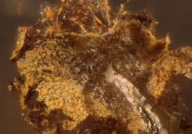 Attēlu rezultāti vaicājumam “Physarum viride var. aurantium”