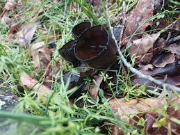 Attēlu rezultāti vaicājumam “Urnula craterium”