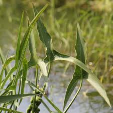 Attēlu rezultāti vaicājumam “Sagittaria sagittifolia leaf”