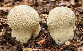 Attēlu rezultāti vaicājumam “Calvatia utriformis”