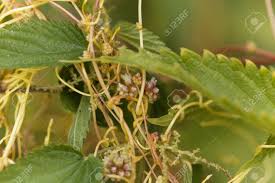 Attēlu rezultāti vaicājumam “Cuscuta europaea flower”