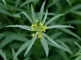 Attēlu rezultāti vaicājumam “Erysimum cheiranthoides leaf”