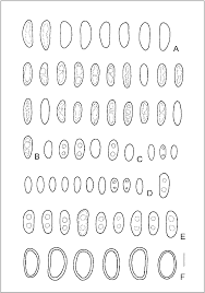 Attēlu rezultāti vaicājumam “Propolis farinosa”