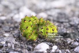 Attēlu rezultāti vaicājumam “Saturnia pavonia larva”
