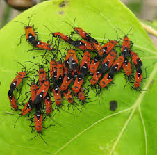 Attēlu rezultāti vaicājumam “Lygaeidae”