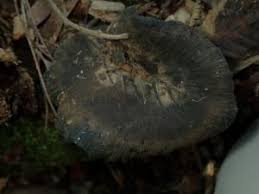 Attēlu rezultāti vaicājumam “Polyporus melanopus”