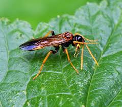 Attēlu rezultāti vaicājumam “Tenthredo campestris”