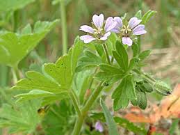 Attēlu rezultāti vaicājumam “Geranium pusillum”