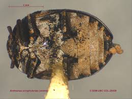 Attēlu rezultāti vaicājumam “Anthrenus scrophulariae”