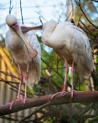 Attēlu rezultāti vaicājumam “Ciconiiformes”