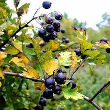 Attēlu rezultāti vaicājumam “Crataegus x macrocarpa fruit”