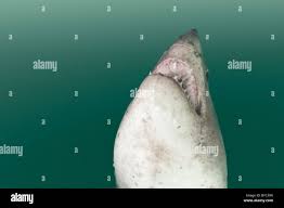 Image result for Lamna ditropis