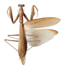 Attēlu rezultāti vaicājumam “Mantis religiosa”