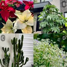 Attēlu rezultāti vaicājumam “Euphorbiaceae”