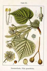 Attēlu rezultāti vaicājumam “Tilia platyphyllos subsp. cordifolia”