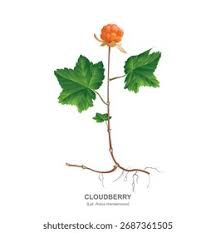 Attēlu rezultāti vaicājumam “Rubus chamaemorus fruit”