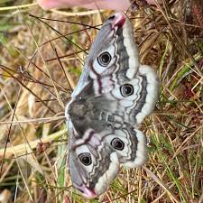 Attēlu rezultāti vaicājumam “Saturnia pavonia eggs”