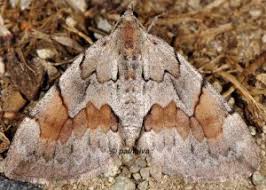 Attēlu rezultāti vaicājumam “Pennithera firmata”