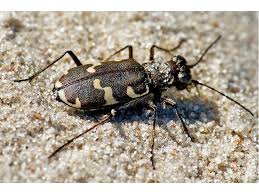Attēlu rezultāti vaicājumam “Cicindela maritima”