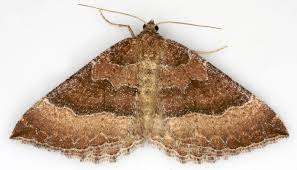 Attēlu rezultāti vaicājumam “Geometridae”