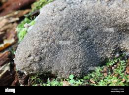 Attēlu rezultāti vaicājumam “Siphoptychium violaceum young”