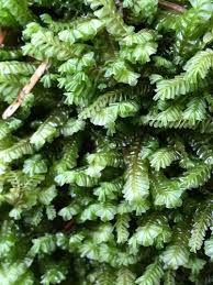 Attēlu rezultāti vaicājumam “Plagiochila porelloides sporophyte”