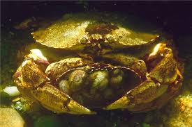 Image result for Cancer irroratus