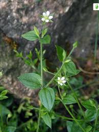 Attēlu rezultāti vaicājumam “Moehringia trinervia bud”