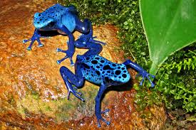 Image result for blauer baumsteiger