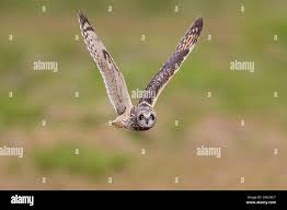 Attēlu rezultāti vaicājumam “Asio flammeus adult”