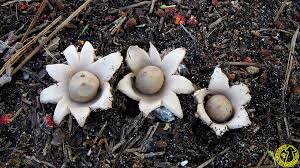 Attēlu rezultāti vaicājumam “Geastrum rufescens”