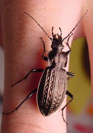 Attēlu rezultāti vaicājumam “Carabus granulatus”
