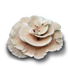 Attēlu rezultāti vaicājumam “Bondarzewia mesenterica”