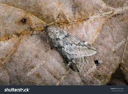 Attēlu rezultāti vaicājumam “Alsophila aescularia”