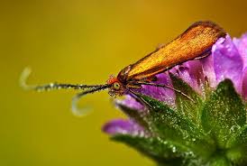 Attēlu rezultāti vaicājumam “Nemophora metallica”