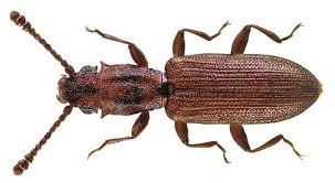 Attēlu rezultāti vaicājumam “Dendrophagus crenatus”