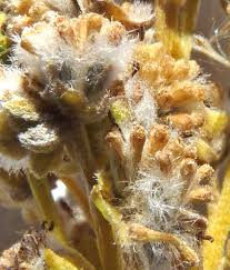 Attēlu rezultāti vaicājumam “Clossiana euphrosyne upperside”