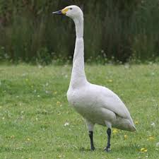 Attēlu rezultāti vaicājumam “Cygnus columbianus”