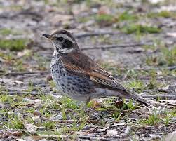 Image result for Turdus naumanni