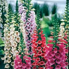 Attēlu rezultāti vaicājumam “Digitalis purpurea flower”