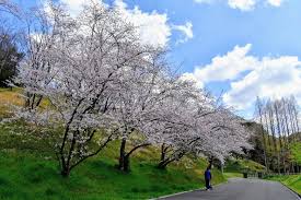 「香月さくら」の画像検索結果