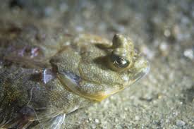 Image result for Pseudopleuronectes americanus