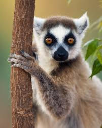 lemur ile ilgili görsel sonucu