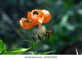 Attēlu rezultāti vaicājumam “Lilium lancifolium bud”