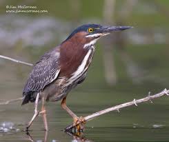 Image result for Butorides virescens