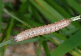 Attēlu rezultāti vaicājumam “Thalpophila matura”