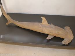 Image result for Sphyrna zygaena